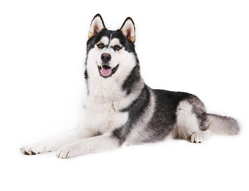 Dog breeds hot sale alaskan malamute